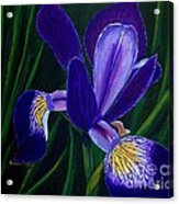 Purple Iris Acrylic Print