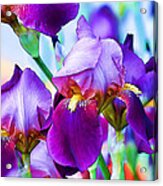 Purple Iris Garden Acrylic Print