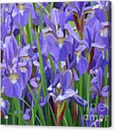 Purple Iris Garden Acrylic Print
