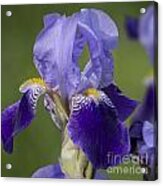 Purple Iris Iv Acrylic Print