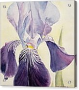 Purple Iris Acrylic Print
