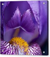 Purple Iris Macro Textured 1 Acrylic Print