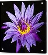 Purple Lilly Acrylic Print