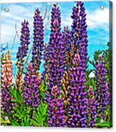 Purple Lupine Along Confederation Trail-prince Edward Island, Canada Acrylic Print