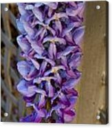 Purple Orchid Like Flower Acrylic Print