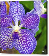 Purple Orchid Acrylic Print