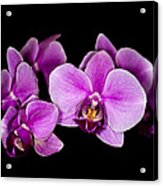 Purple Orchids Acrylic Print