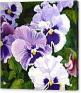 Purple Pansies Acrylic Print