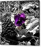 Purple Pansy Acrylic Print