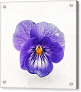 Purple Pansy - Tough Flower In The Snow Acrylic Print