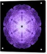 Purple Petunia I Flower Mandala Acrylic Print