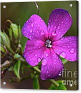 Purple Rain... Acrylic Print