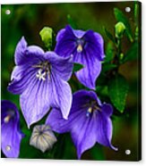 Purple Rain Flower Acrylic Print