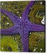 Purple Sea Star And Friends Acrylic Print