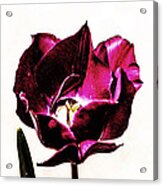 Purple Tulip Acrylic Print