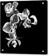 Quad Orchids Acrylic Print