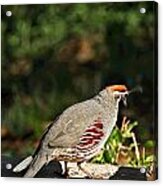 Quail Acrylic Print