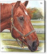 Quarter Horse Watercolor Portrait Acrylic Print