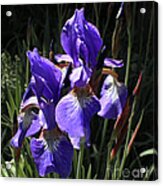 Quebec Provincial Flower Acrylic Print