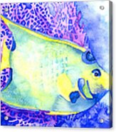 Queen Angelfish Acrylic Print