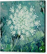 Queen Anne's Lace Acrylic Print
