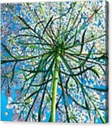 Queen Anne's Lace Close Up Acrylic Print