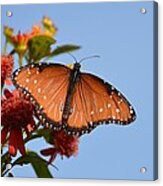 Queen Butterfly Acrylic Print