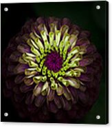 Queen Red Lime Zinnia Acrylic Print