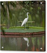 Queen Victoria Water Lily Pad With Little Egret Dthb1618 Acrylic Print