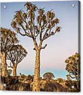 Quiver Tree Sunset - Namibia Africa Photograph Acrylic Print