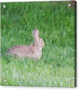 Rabbit In The Grass Acrylic Print