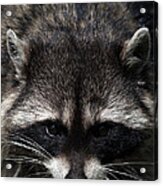 Raccoon Encounter Acrylic Print