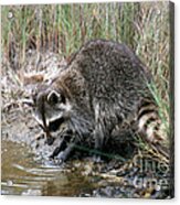 Raccoon Hunting For Food Acrylic Print