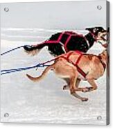 Racing Sled Dogs Acrylic Print