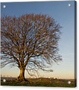 Raddon Hill Top Tree Acrylic Print