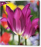 Radiant Purple Tulips Acrylic Print