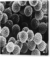 Ragweed Pollen Sem Acrylic Print