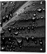 Rain Acrylic Print