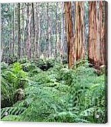 Rain Forests A C Acrylic Print