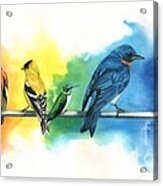 Rainbow Birds Acrylic Print