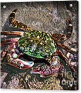 Rainbow Crab Acrylic Print