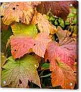 Rainbow Of Fall Colored Leaves Acrylic Print