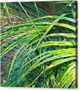 Rainbow Palms Acrylic Print