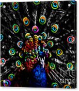 Rainbow Peacock Acrylic Print