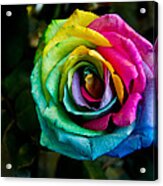 Rainbow Rose Acrylic Print