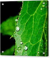 Raindrops On Green Leaf Acrylic Print