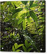 Rainforest Interior Costa Rica Acrylic Print