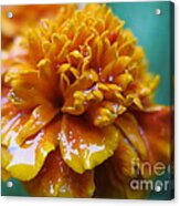 Rainy Marigolds Acrylic Print