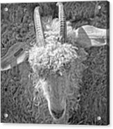 Ram Sheep On Farm In Maine Acrylic Print