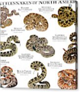 Rattlesnakes Of North America Acrylic Print